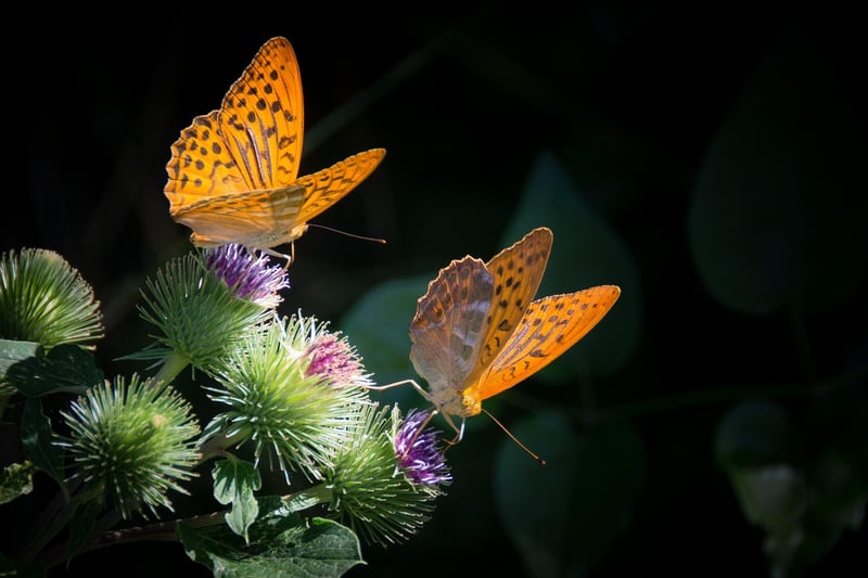 Butterfly Effect Adventures
